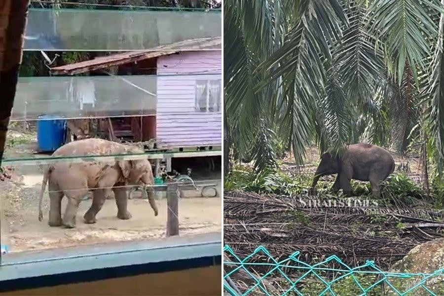 The Largest Animal Sanctuary in the Nation Functions with a Motto to ‘Rescue Them All.’ How Can That Be Seen as Controversial?