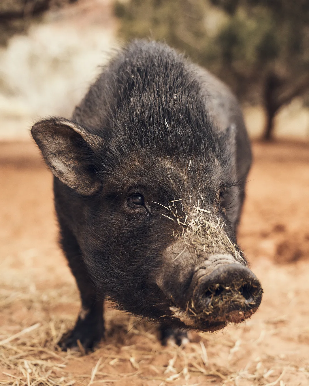 Ivy, a 9-year-old Vietnamese potbellied pig, came to the Best Friends Animal Sanctuary after living as a stray in northern Utah.