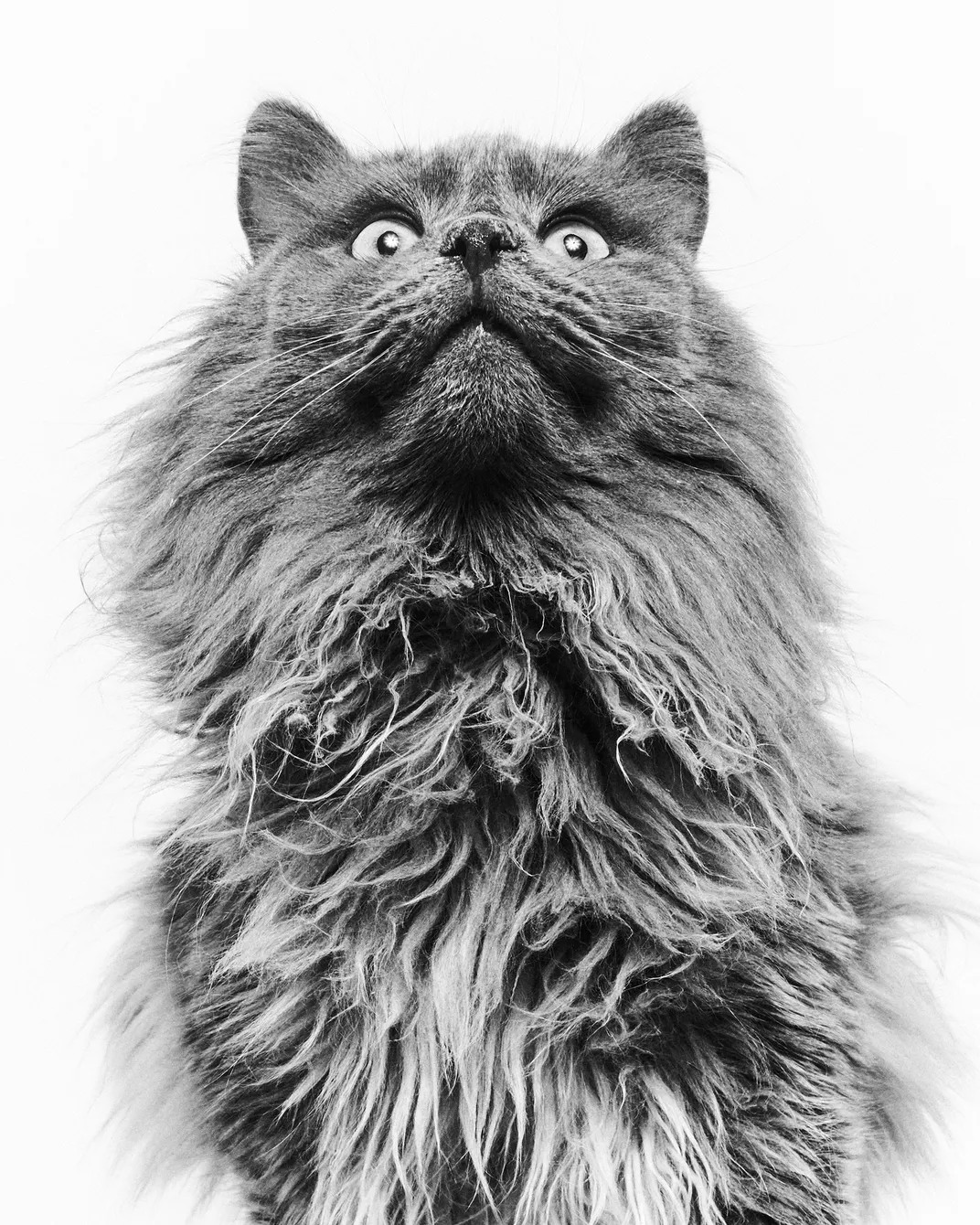 3-year-old Aberdeen found an adoptive family through the Best Friends network.