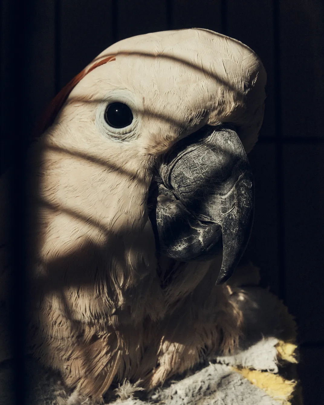 Cache, a 24-year-old Moluccan cockatoo. The staff at Parrot Garden engages the intelligent, vocal birds by playing music and dancing with them, or reading them stories.