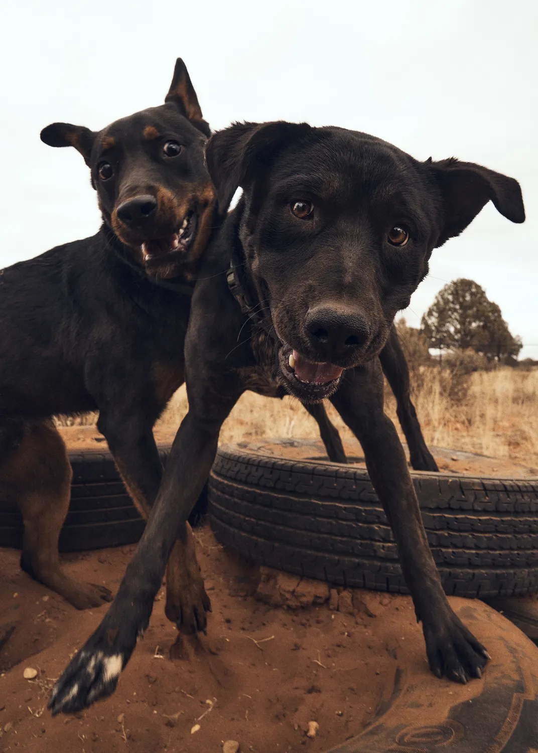 Scott and Marnie, two mixed-breed dogs each about a year old, play at the sanctuary’s Dogtown, which houses approximately 400 dogs and puppies at any time.