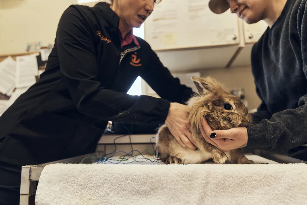 Bobbie, a 10-year-old lionhead rabbit, is nearing the end of his expected life span. Here, he gets electroacupuncture from veterinarian Christina Shepherd and caregiver Stephanie Vosburgh.