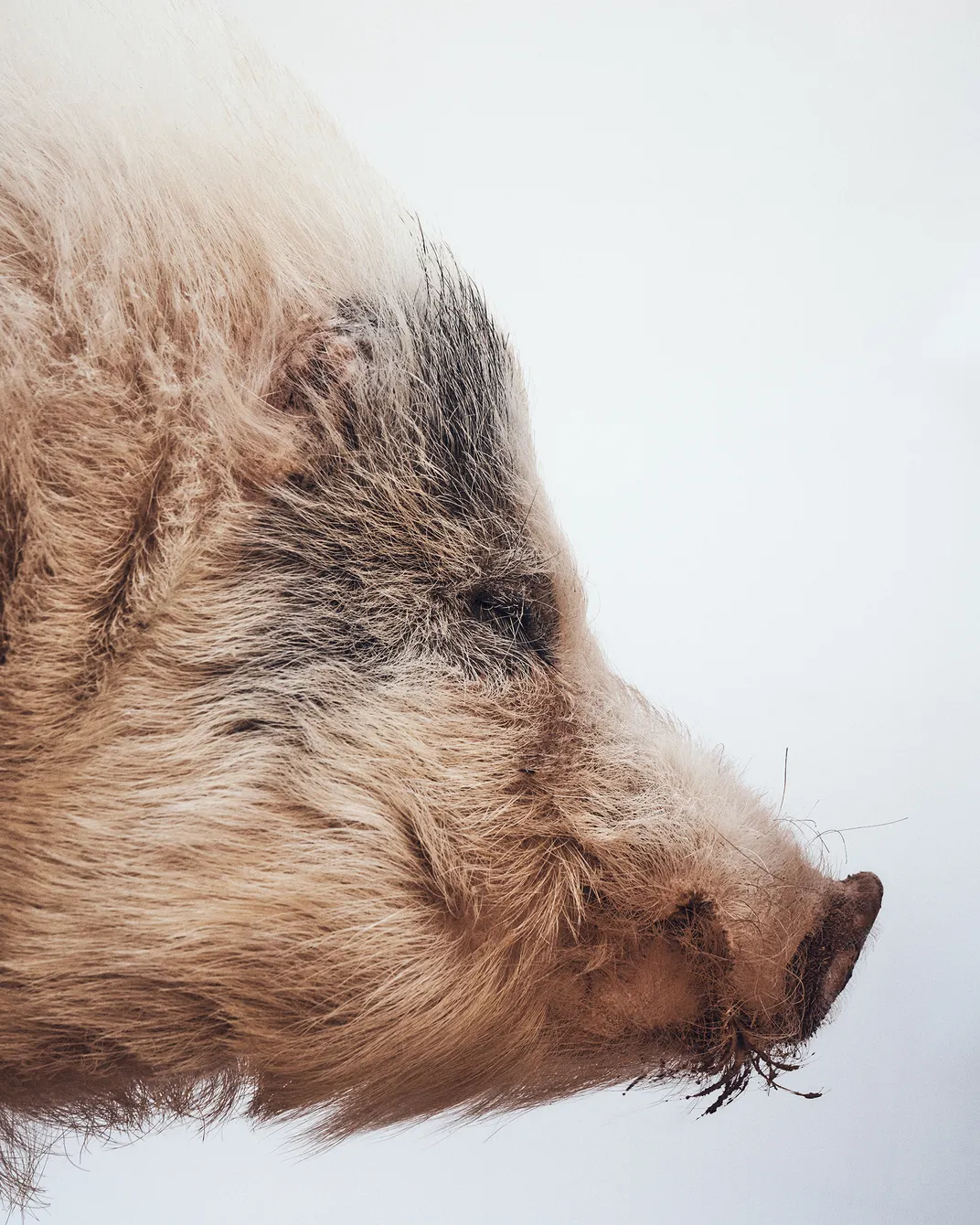 Vincent, a 2-year-old Vietnamese potbellied pig, arrived at the sanctuary from New Mexico towards the end of 2024. Like several animals at Best Friends, he bears injuries—specifically, missing ears.