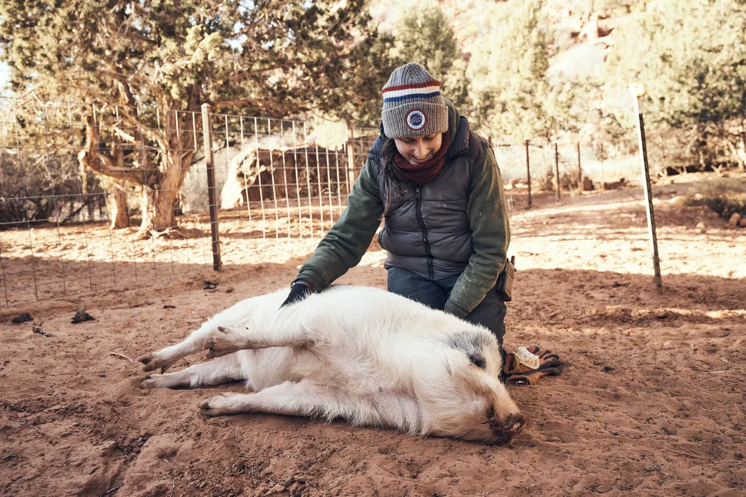 Caregiver Rosalie Wind interacts with Vincent the Vietnamese potbellied pig, who has missing ears and is deaf.