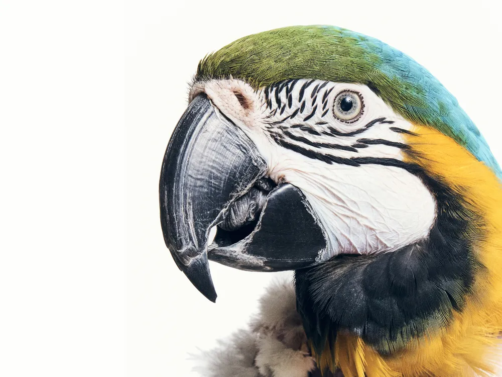 OPENER - Chubby the macaw arrived with self-plucking injuries, which are typically caused by stress, boredom, anxiety or life changes. Chubby was 22 at the time of being photographed in 2025, and she has since found a new home.