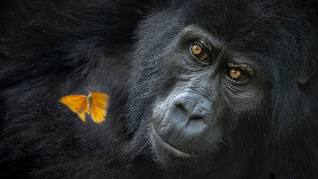 Emotional Responses of Italian Foragers Encountering Giant Porcini Mushrooms in Nature