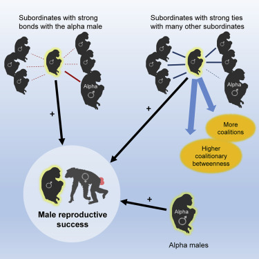 Research Reveals That Chimps Can Modify Choices Based on Evidence Similar to Humans Research Reveals That Chimps Can Modify Choices Based on Evidence Similar to Humans