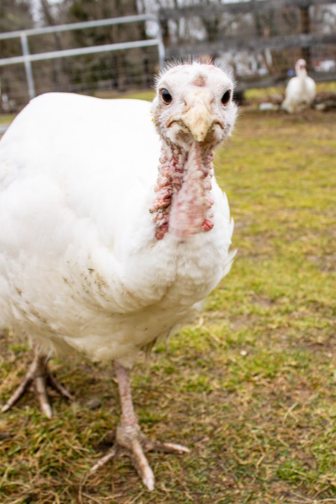 Turkeys Rescued from Being Consumed via Thanksgiving Adoption Program Turkeys Rescued from Being Consumed via Thanksgiving Adoption Program