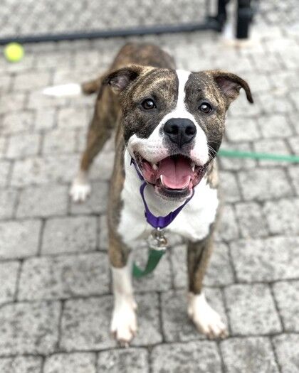 Boy Saves Dog Following 95 Days in Shelter