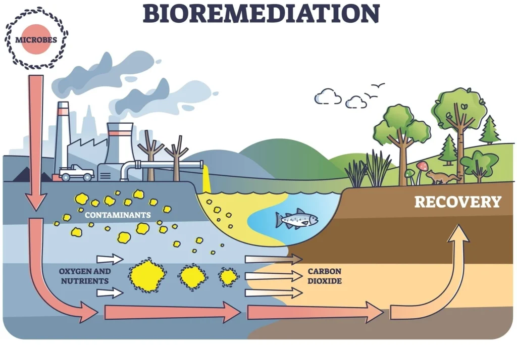 Chernobyl Fungi Transform Nuclear Fallout Into Energy Source Chernobyl Fungi Transform Nuclear Fallout Into Energy Source