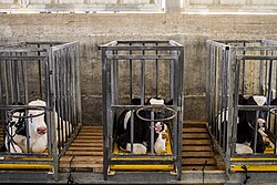 Italy Enacts Fresh Aviation Rules to Improve Animal Welfare