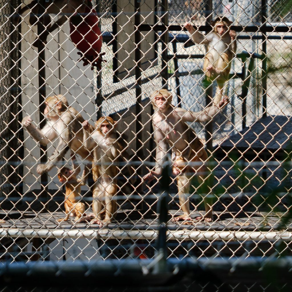 Baby Monkey Quickly Adjusts and Forms Connection With Group Baby Monkey Quickly Adjusts and Forms Connection With Group