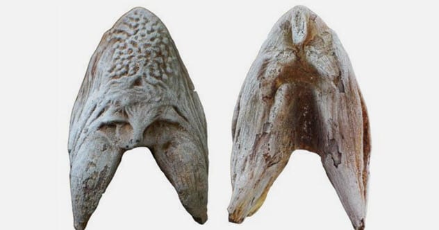 Paleontologists Discover Newly Recognized Dinosaur Species in the Sahara Desert Paleontologists Discover Newly Recognized Dinosaur Species in the Sahara Desert