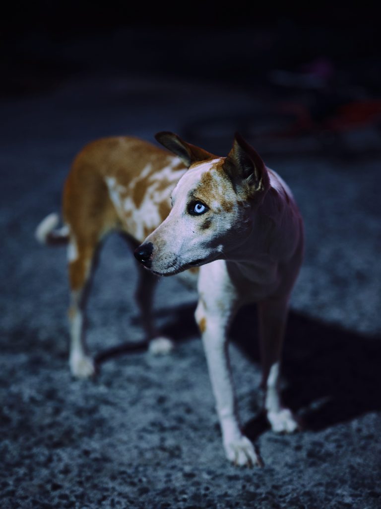 “Skywalkers: Showcasing the Mastery of Balance Through the Lens of Photographer Olivier Lavenac”