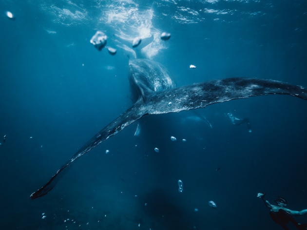 “World Nature Photography Awards Secured by Image of Uncommon White Humpback Whale with Its Calf”