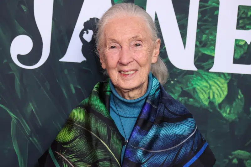 Inaugural ‘Jane Goodall Day’ Set for April 3 to Commemorate Conservationist’s Legacy