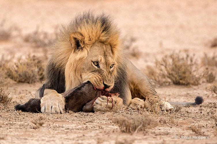 Photographer Captures a Content Lion Cub After Its Meal Photographer Captures a Content Lion Cub After Its Meal