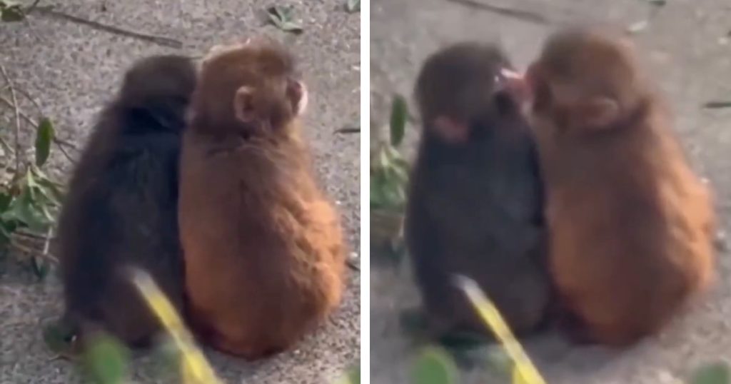 Punch the Monkey Acquires a Girlfriend While Securing His Position in the Troop