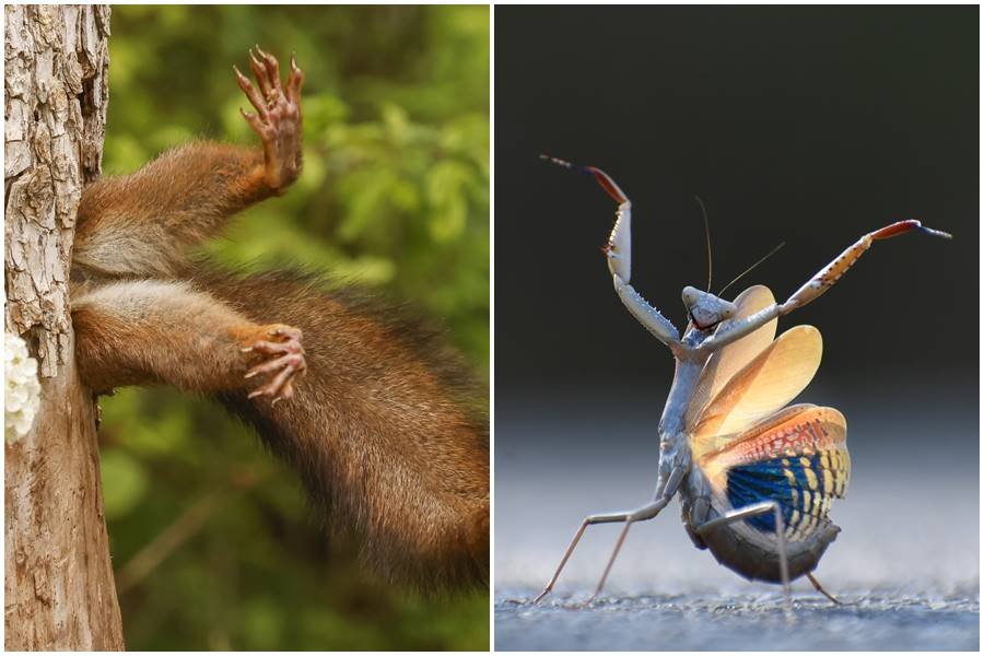 “Toad Swimming Through Pond Earns 2026 British Wildlife Photography Award”