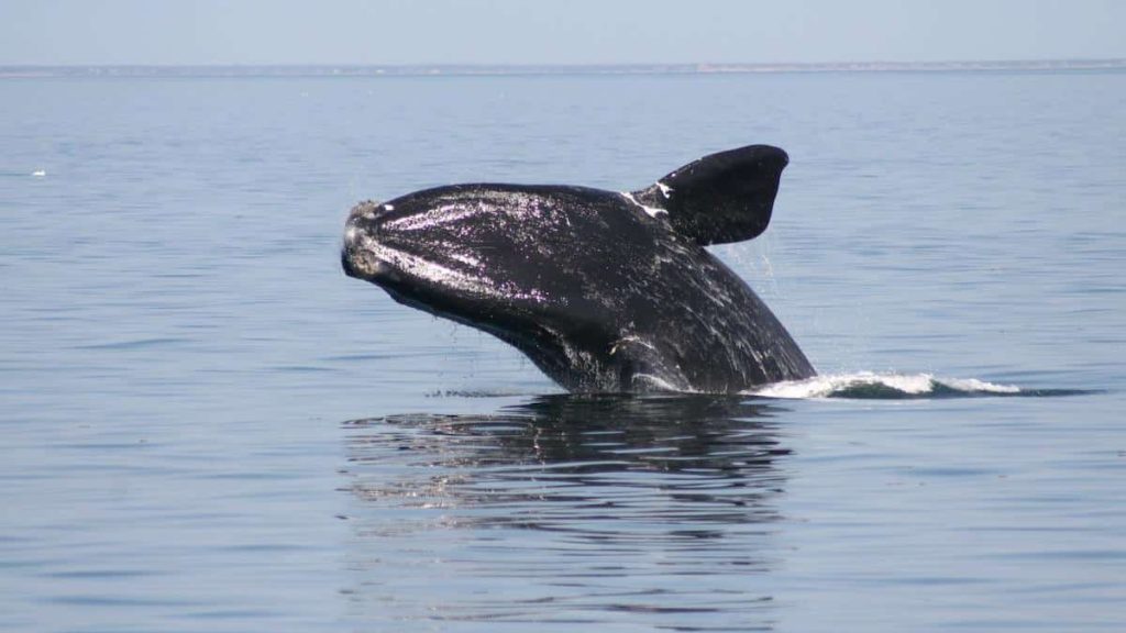 Warming Oceans May Be Decreasing Calving Rates in Whale Species