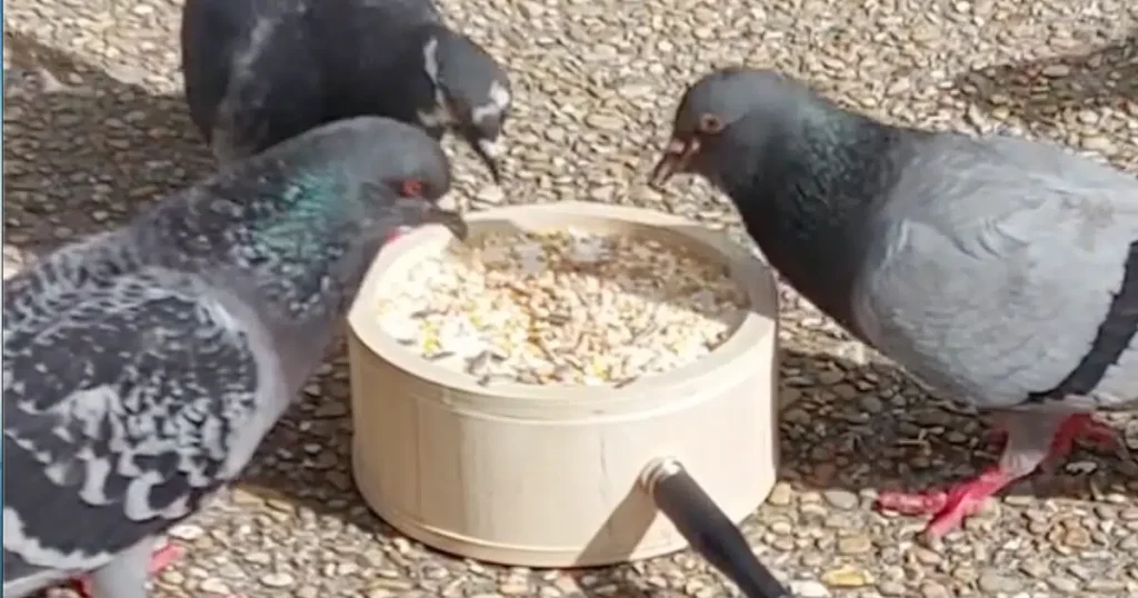 Artist Collaborates with Pigeons to Create Music Ideal for EDM Sampling