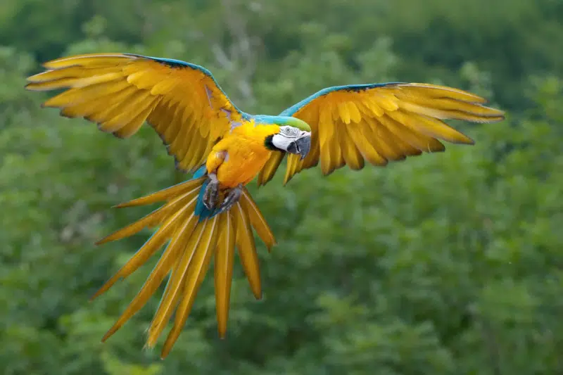 Blue-and-Yellow Macaws Experience a Revival in Rio Following Two Centuries