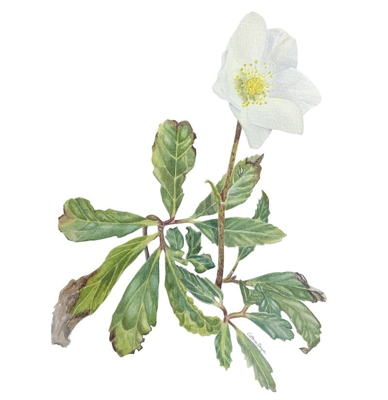 Discover the Art of Painting Lifelike Flowers in Watercolor for Novices Discover the Art of Painting Lifelike Flowers in Watercolor for Novices