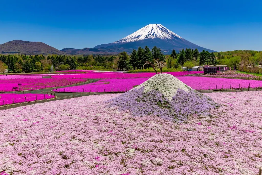 Half a Million Pink Blooms Flourish Under Mount Fuji for Japan’s Fuji Shibazakura Festival Half a Million Pink Blooms Flourish Under Mount Fuji for Japan’s Fuji Shibazakura Festival