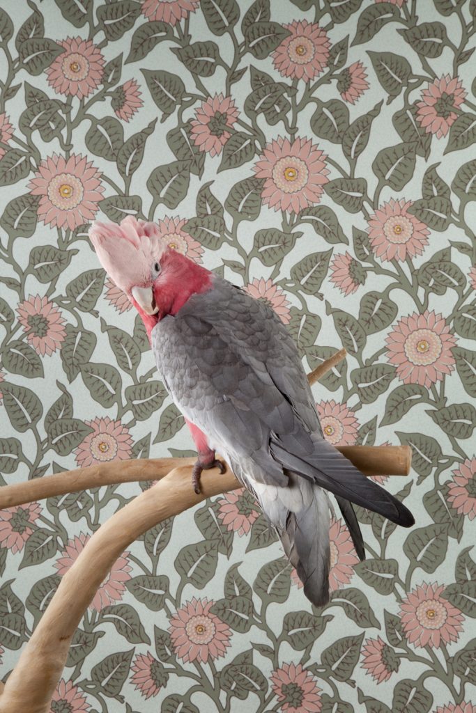 Interview: How Decorative Wallpapers and Avian Portraits Investigate Themes of Home Life and Longing