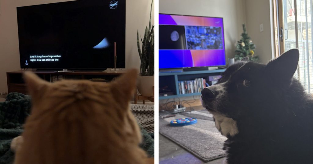 Pet Owners Provide Proof of Their Pets Observing Artemis II, Eliciting Reactions from NASA Pet Owners Provide Proof of Their Pets Observing Artemis II, Eliciting Reactions from NASA