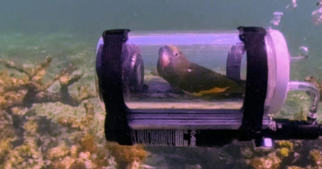 Pet Parrot Discovers Aquatic Realm in Personalized Mini Submarine