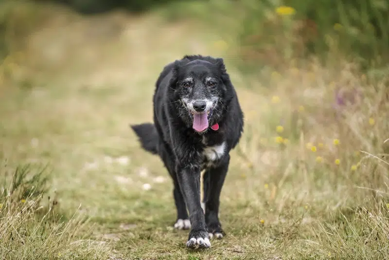 Researchers Creating Groundbreaking Tablet to Prolong Canines’ Lifespan