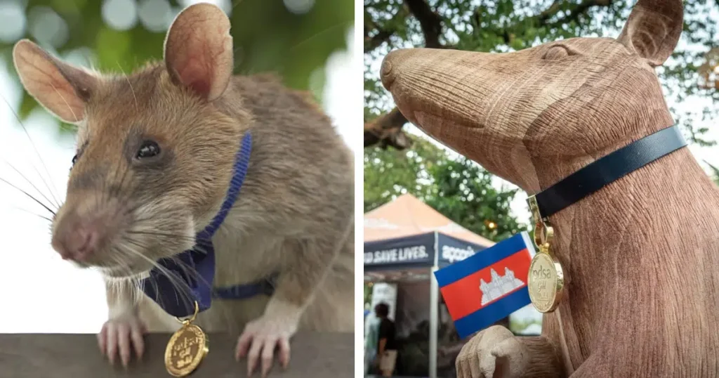 Statue Commemorates Rat for Identifying Landmines and Protecting Lives in Cambodia