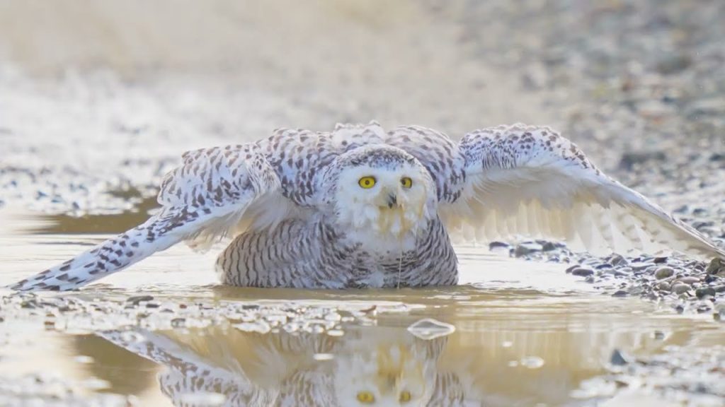 The 10 Finest Bird Clips From the Recent Audubon Photography Awards