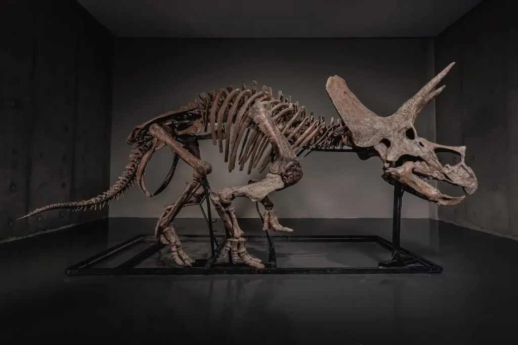 Triceratops Skeleton “Trey” Fetches $5.5 Million, Establishing New Online Auction Record
