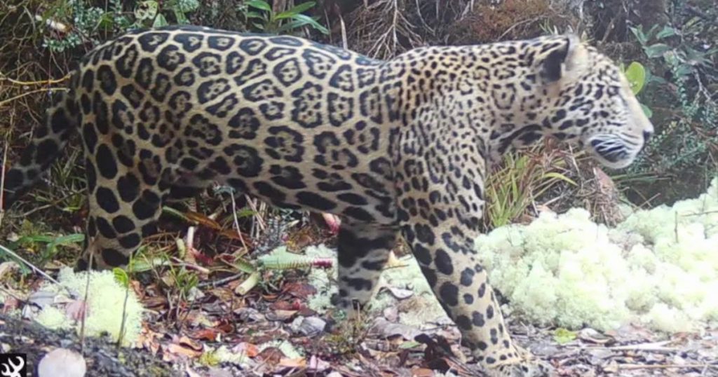 Uncommon Encounter: Cloud Jaguar Observed in Honduran Mountain Range Following Ten Years