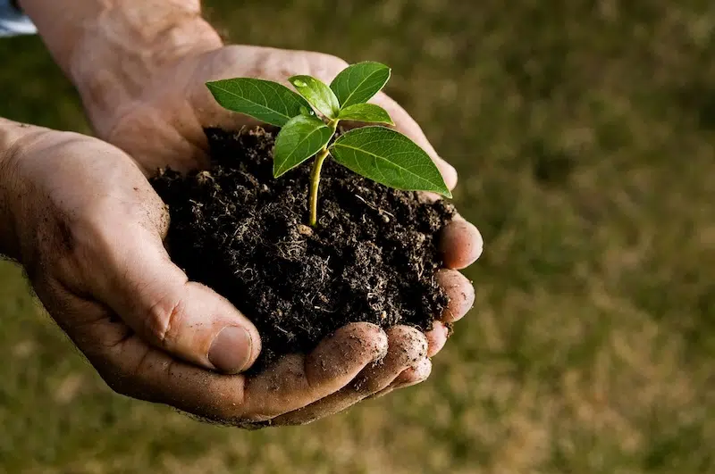 Volunteers Sow 30,000 Trees to Revitalize Ecosystem on Isle of Man