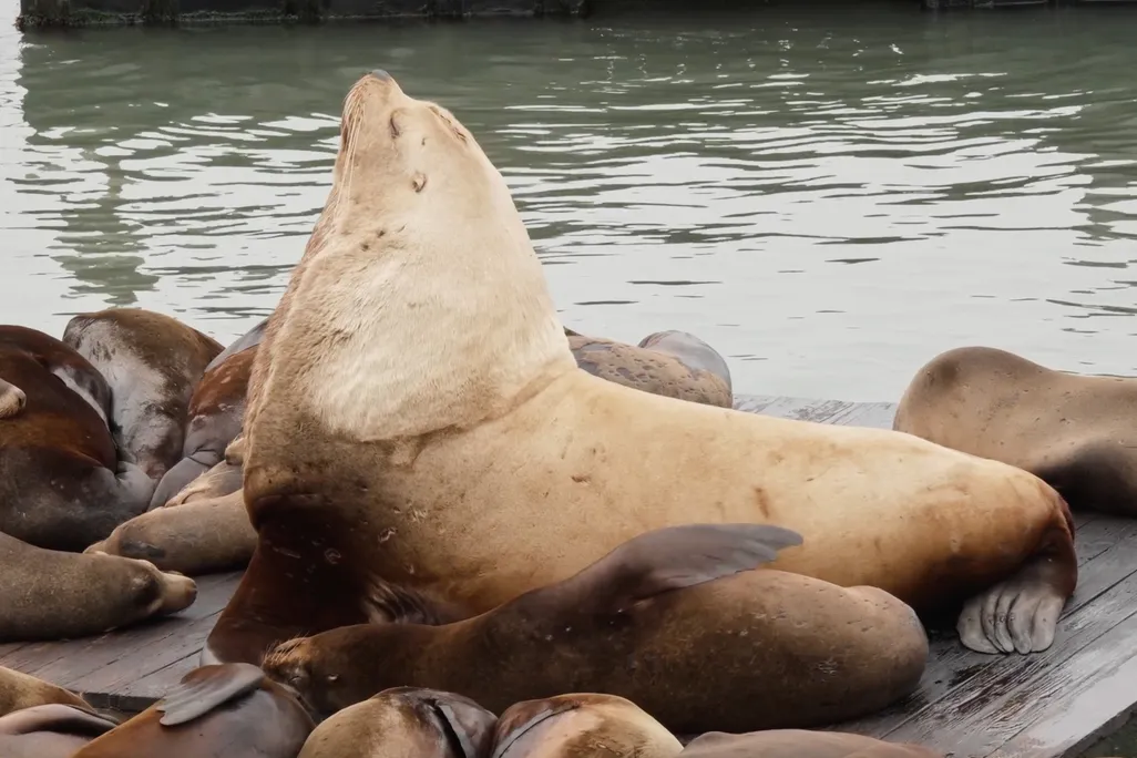 A large Steller sea lion among smaller sea lions on a platform in water