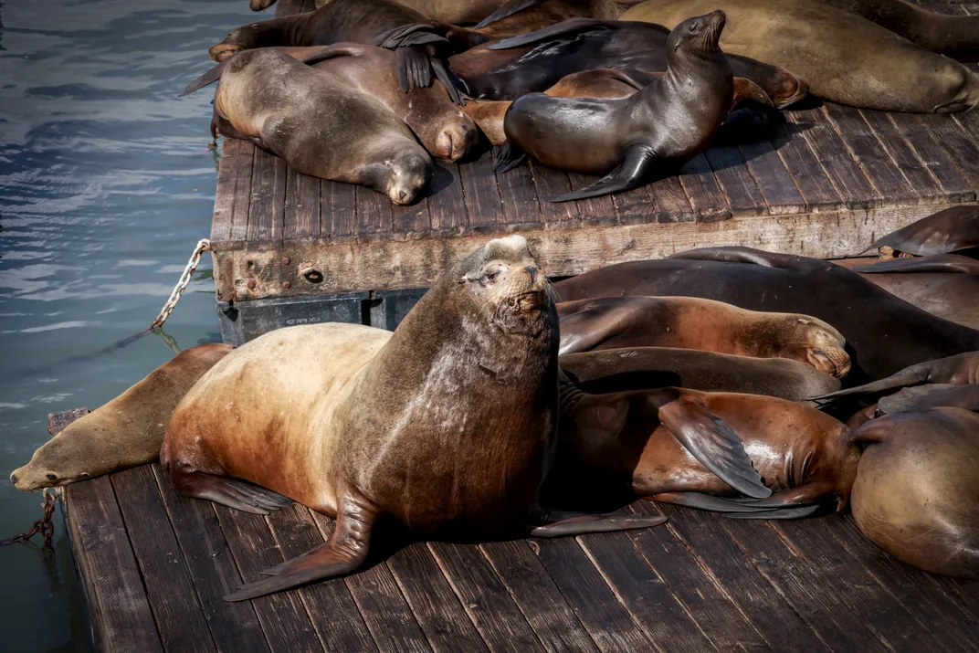 a large California sea lion among its smaller peers