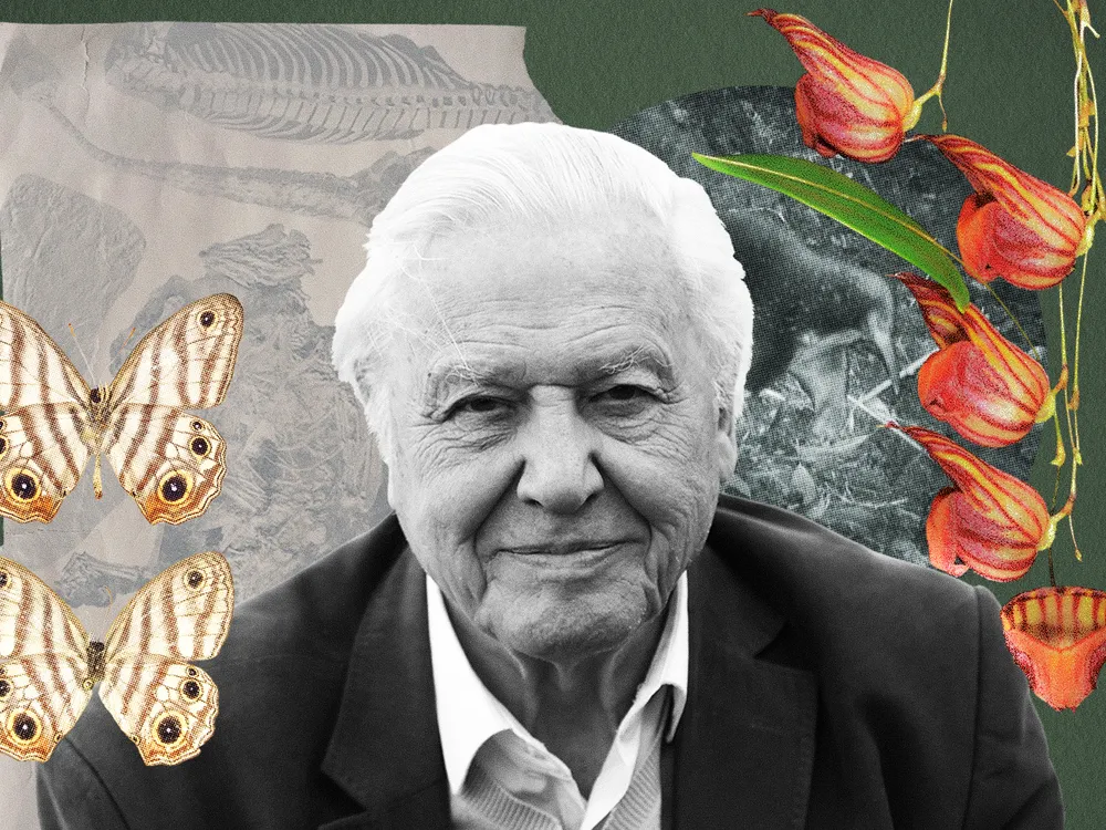 an illustration of David Attenborough surrounded by some fossils of animals named for him, a photo of an echidna, two views of a butterfly, and an orchid