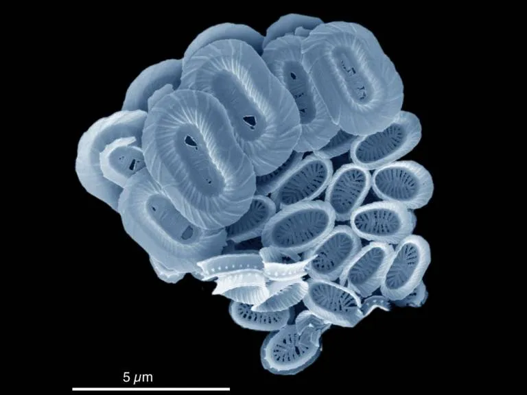 a microscope image of a phytoplankton tinted blue showing the ovular coccoliths