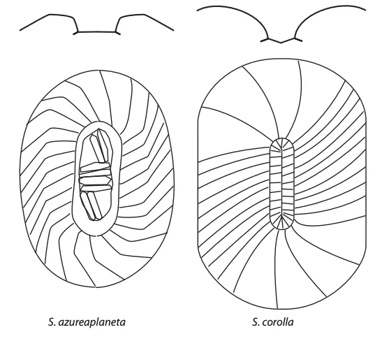 different shapes of coccoliths—S. azureaplaneta has a more circular shape than S. corolla
