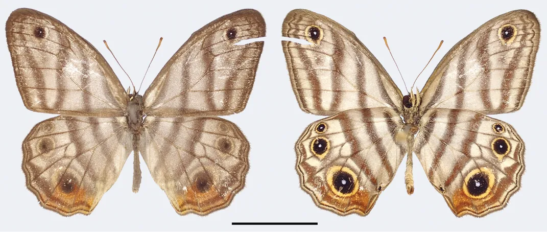 side by side images of a butterfly with white and brown stripes and black and yellow eyespots