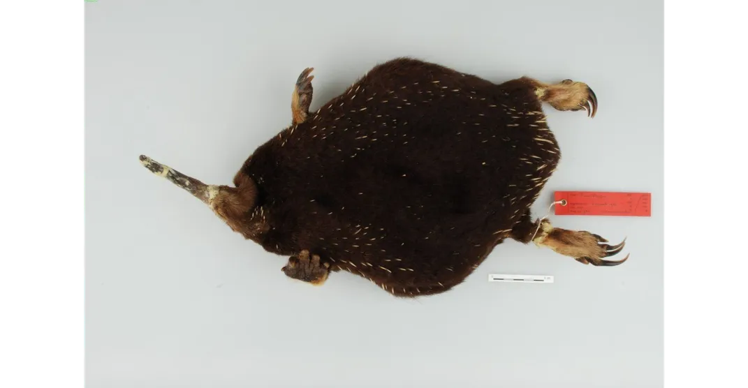 an echidna specimen with a tag on a table
