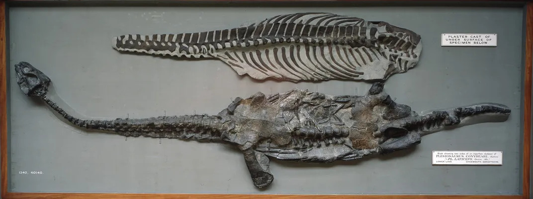 plaster casts of the upper and lower sides of Attenborosaurus, marked in the image under its old name of Plesiosaurus conybeari