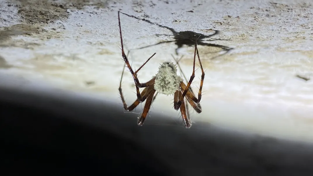 a fungus covers the main body of a spider, its legs visible still uninfected, as it hangs from the ceiling
