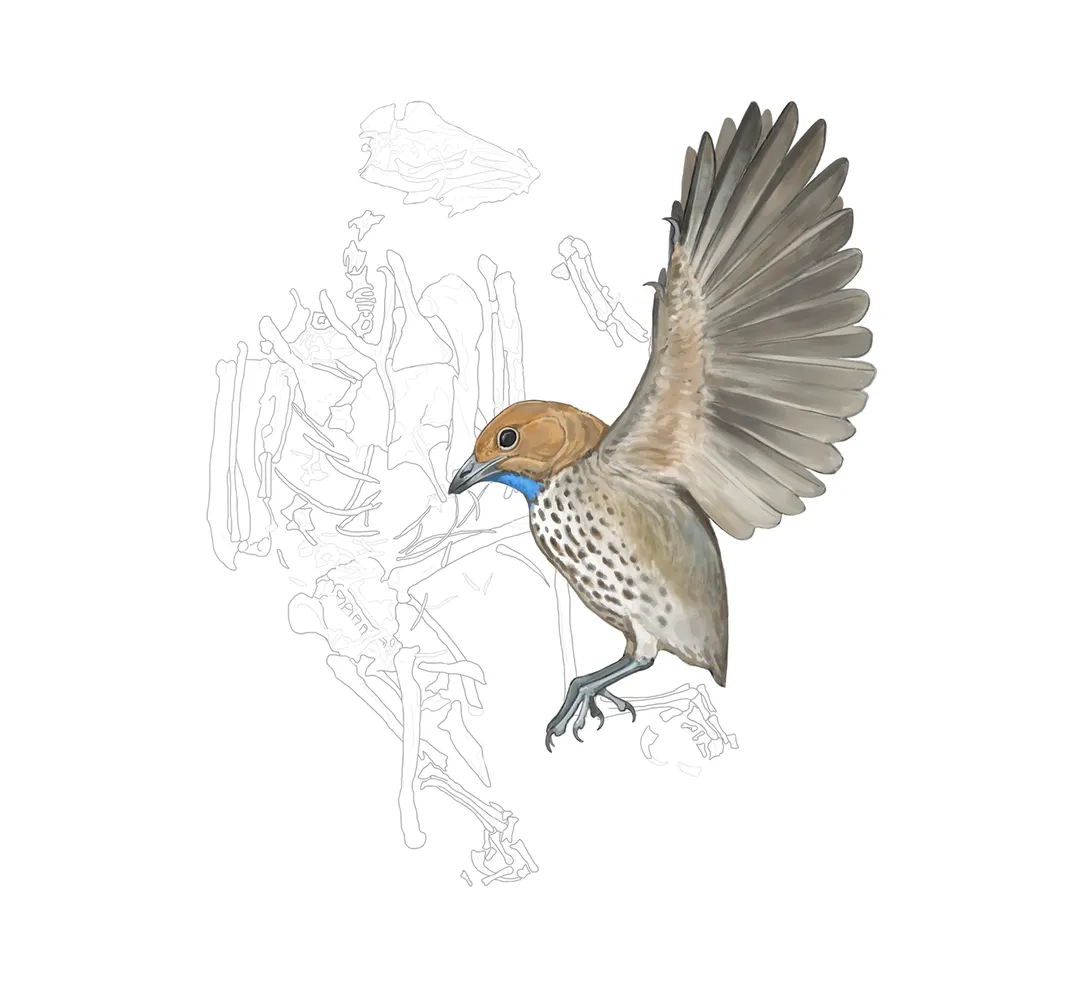 illustration of a small songbird-like bird with relatively long, clawed toes, a brown speckled chest and a blue throat