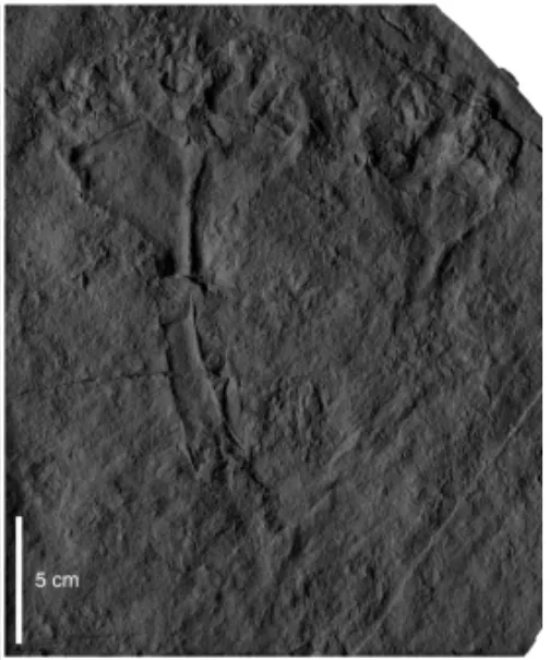 a fossil impression of a couple of stalks of a cnidarian polyp