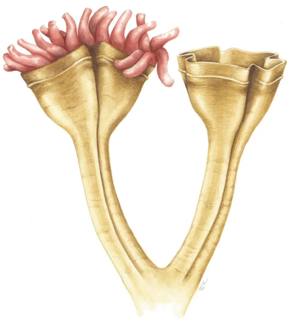 an illustration of a polyp cnidarian with two cups on stalks and one filled with tentacles