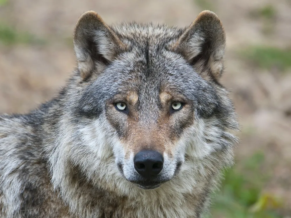 Nearly Half of Italy’s Wolves Are Part Dog Now, Thanks to Hybridization. Is That a Threat to the Species?